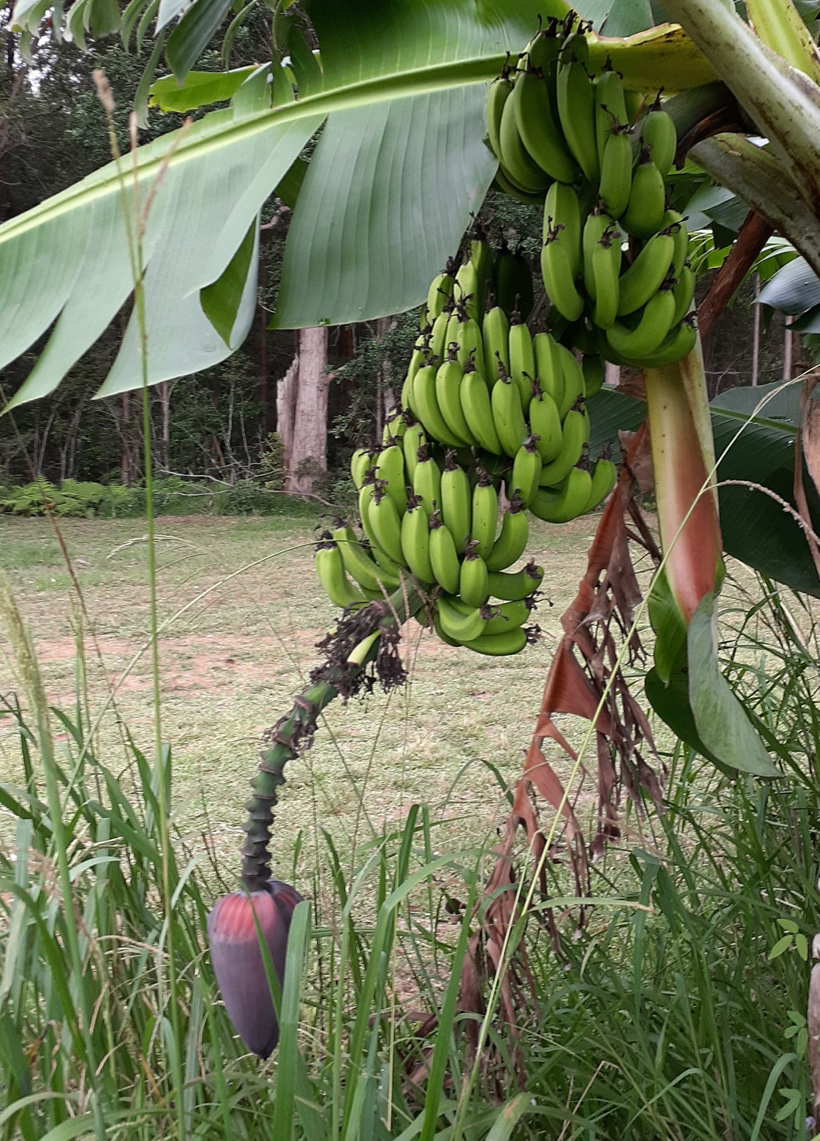 Herb Garden & Bananas – February 2023