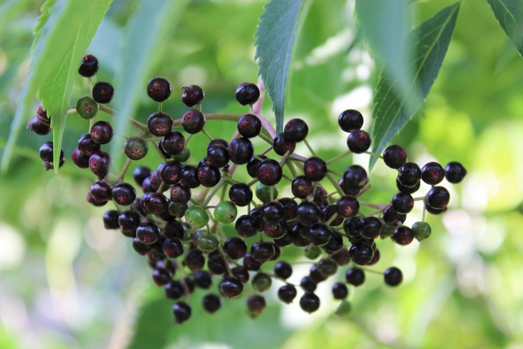 Elderberries