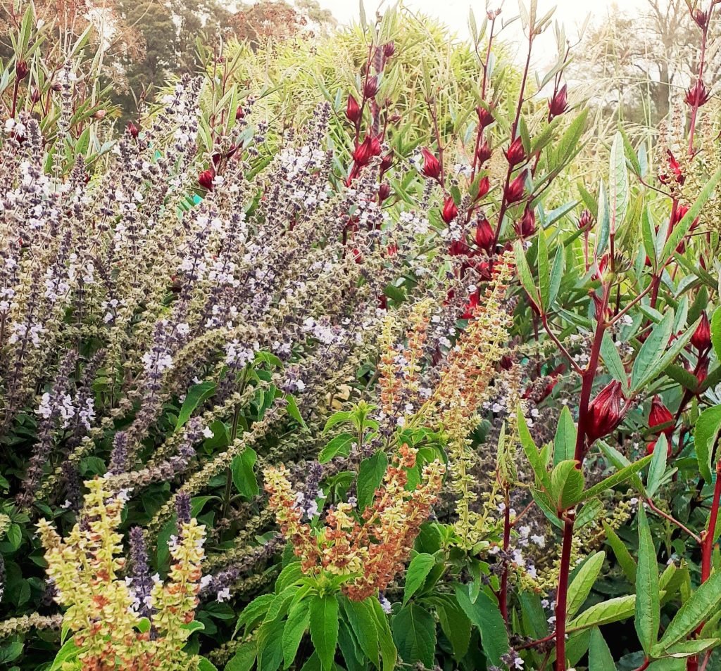 herb-garden